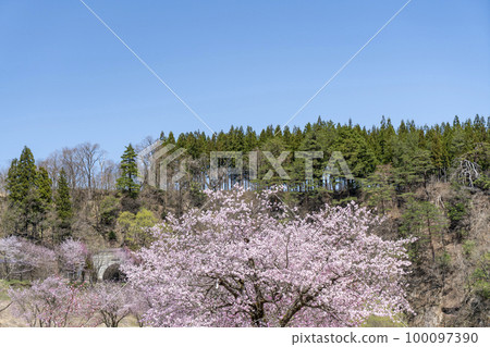 白川鄉春天的櫻花 白川鄉春天的櫻花 100097390