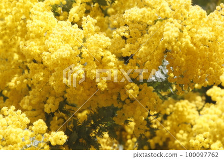 藏前神社盛開的含羞草花(金合歡科) 藏前神社盛開的含羞草花(金合歡科) 100097762