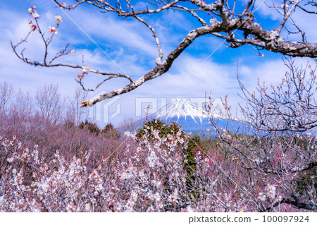 [富士山材料]早春的富士山和梅花[靜岡縣] 100097924