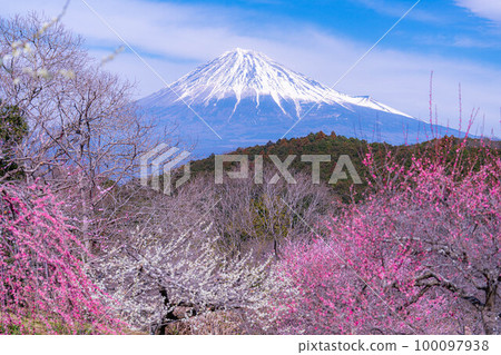 [富士山材料]早春的富士山和梅花[靜岡縣] 100097938