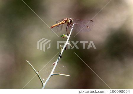 Small insects on leaves and flowers in a city park in Israel. 100098094