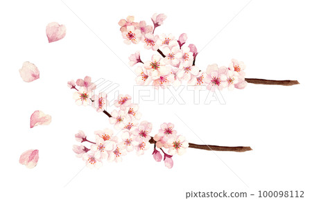 手繪水彩櫻花樹枝插畫 100098112