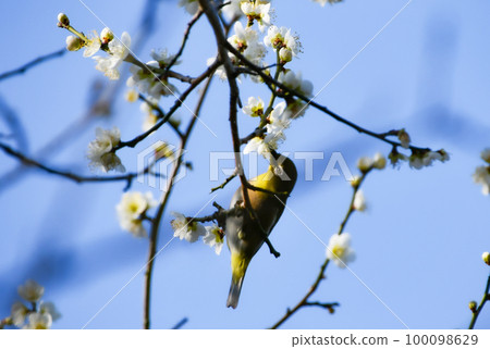 Plum and mezzo 100098629