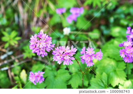 Great primrose in full bloom Great primrose in full bloom 100098743
