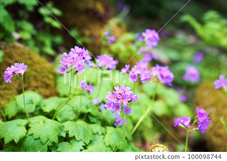 Great primrose in full bloom Great primrose in full bloom 100098744