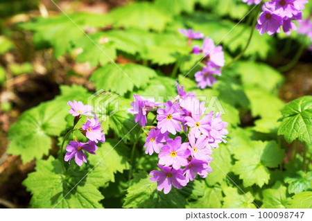 Great primrose in full bloom 100098747