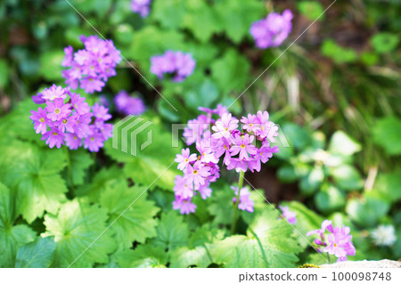 Great primrose in full bloom 100098748