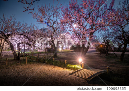 Kairakuen in full bloom, Mito City, Ibaraki Prefecture, illuminated Kairakuen in full bloom, Mito City, Ibaraki Prefecture, illuminated 100098865