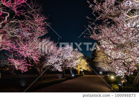 Kairakuen in full bloom, Mito City, Ibaraki Prefecture, illuminated Kairakuen in full bloom, Mito City, Ibaraki Prefecture, illuminated 100098873