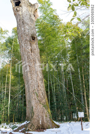 Daichoju-in Temple, Chuson-ji Temple, with giant bamboo groves and fir trees 100098982