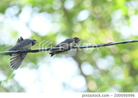 A child of the swallow A child of the swallow 100098996
