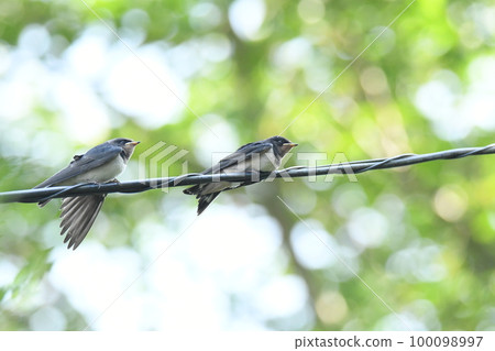 A child of the swallow A child of the swallow 100098997