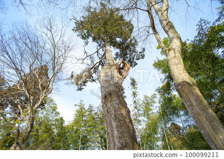 大長壽院、中尊寺、大竹林和杉樹 100099211