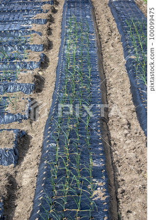 field covered with mulch 100099475