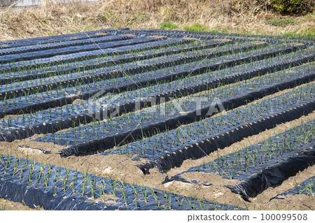 mulching farming 100099508