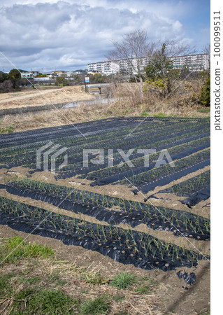 mulching farming 100099511