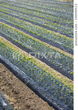 mulching farming 100099515