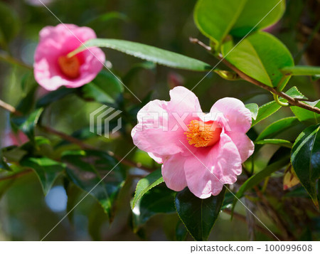 beautiful pink camellia 100099608