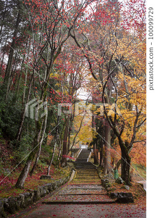 Suzenji寺廟秋葉 100099729