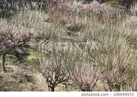 紅白梅花到不光寺 100099933
