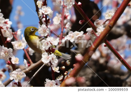 Plum blossom and white-eye Plum blossom and white-eye 100099939