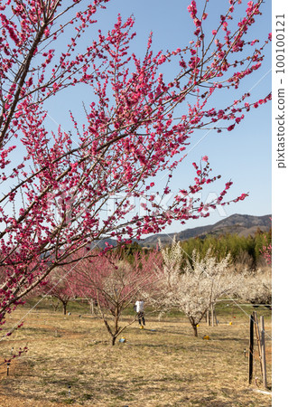 Akima Plum Grove, Annaka City, Gunma Prefecture 100100121