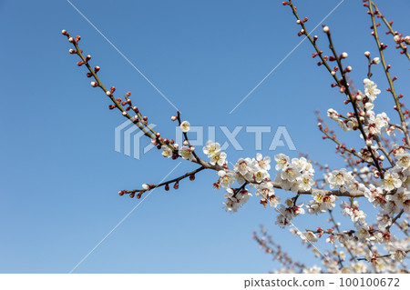 群馬縣安中市秋間梅林的白梅花和藍天 群馬縣安中市秋間梅林的白梅花和藍天 100100672