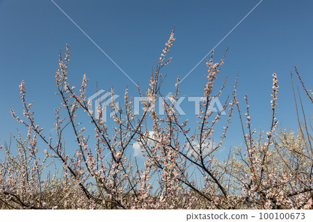 White plum blossoms and blue sky in Akima Plum Grove, Annaka City, Gunma Prefecture White plum blossoms and blue sky in Akima Plum Grove, Annaka City, Gunma Prefecture 100100673