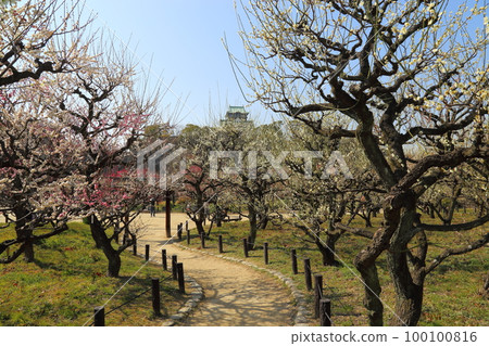 Osaka Castle Plum Grove / Special Historic Site Osaka Castle Park 100100816