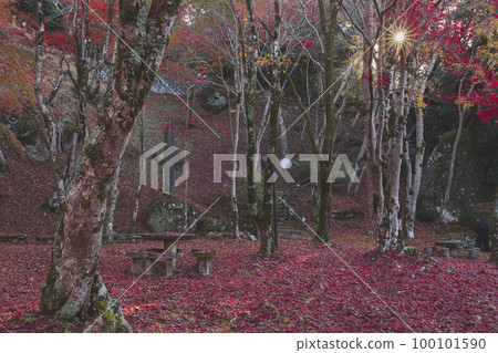 Autumn leaves of Kasagiyama Nature Park Autumn leaves of Kasagiyama Nature Park 100101590