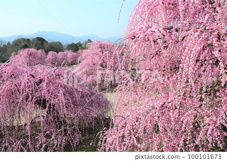 Weeping plum blossoms in full bloom (Suzuka Forest Garden) 100101673