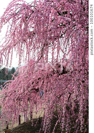 Weeping plum blossoms in full bloom (Suzuka Forest Garden) 100101674