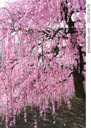 Weeping plum blossoms in full bloom (Suzuka Forest Garden) Weeping plum blossoms in full bloom (Suzuka Forest Garden) 100101676