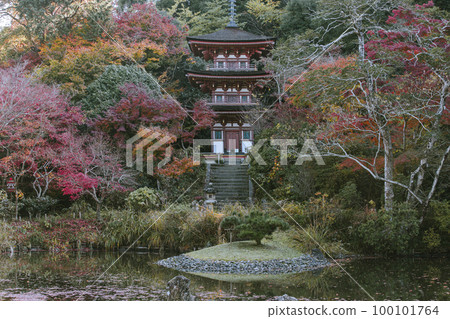 Autumn leaves of Joruraji 100101764