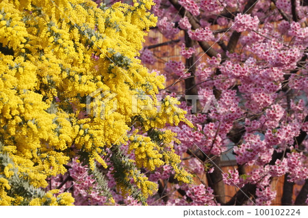 Mimosa flowers and Kawazu cherry blossoms blooming at Kuramae Shrine Mimosa flowers and Kawazu cherry blossoms blooming at Kuramae Shrine 100102224