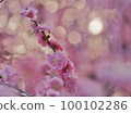 粉紅色和黃色背景的梅花 100102286