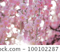 傍晚梅花 100102287