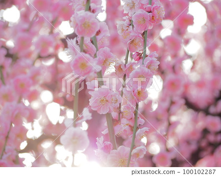 傍晚梅花 100102287