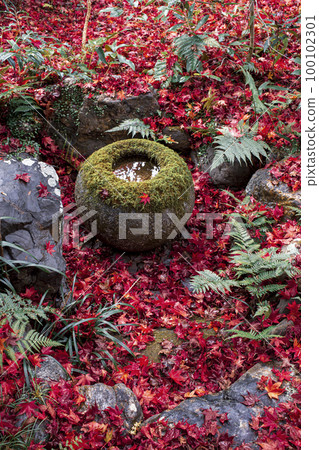 Falling leaves of Enrian Falling leaves of Enrian 100102301