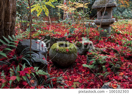 Falling leaves of Enrian Falling leaves of Enrian 100102303