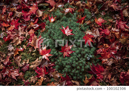 Falling leaves of Enrian Falling leaves of Enrian 100102306