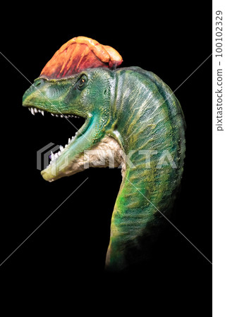 The head of Dilophosaurus in the dark , dinosaur on black background The head of Dilophosaurus in the dark , dinosaur on black background 100102329