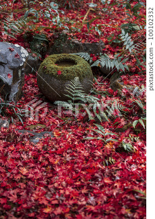 Falling leaves of Enrian Falling leaves of Enrian 100102332