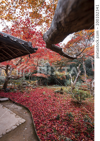 Falling leaves of Enrian Falling leaves of Enrian 100102341