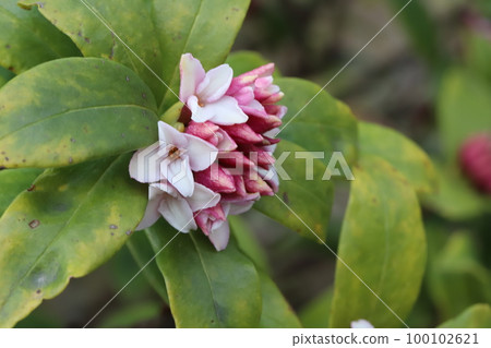 日本早春花園裡開著白花紅芽的達芙妮花 100102621