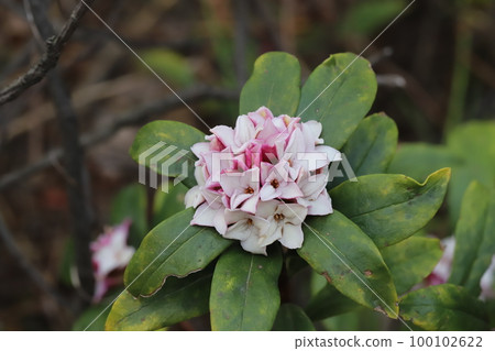 日本早春花園裡開著白花紅芽的達芙妮花 日本早春花園裡開著白花紅芽的達芙妮花 100102622