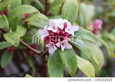 Daphne flower with white flowers and red buds blooming in a Japanese early spring garden 100102626
