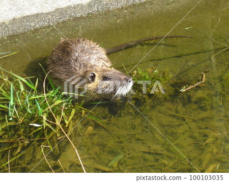 I took a picture of Nutria floating and relaxing in the babbling brook. 100103035