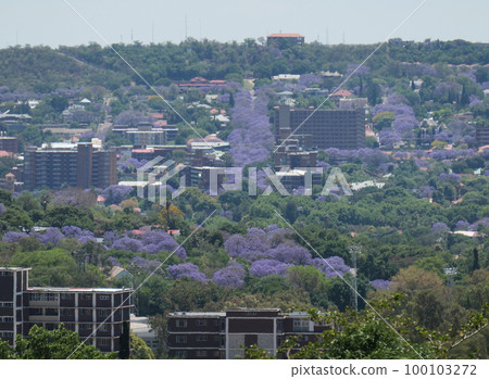 Jacaranda 100103272