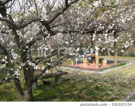 I took a picture of the white plum blossoms in full bloom, enjoying cherry blossom viewing with a cat. I took a picture of the white plum blossoms in full bloom, enjoying cherry blossom viewing with a cat. 100103334